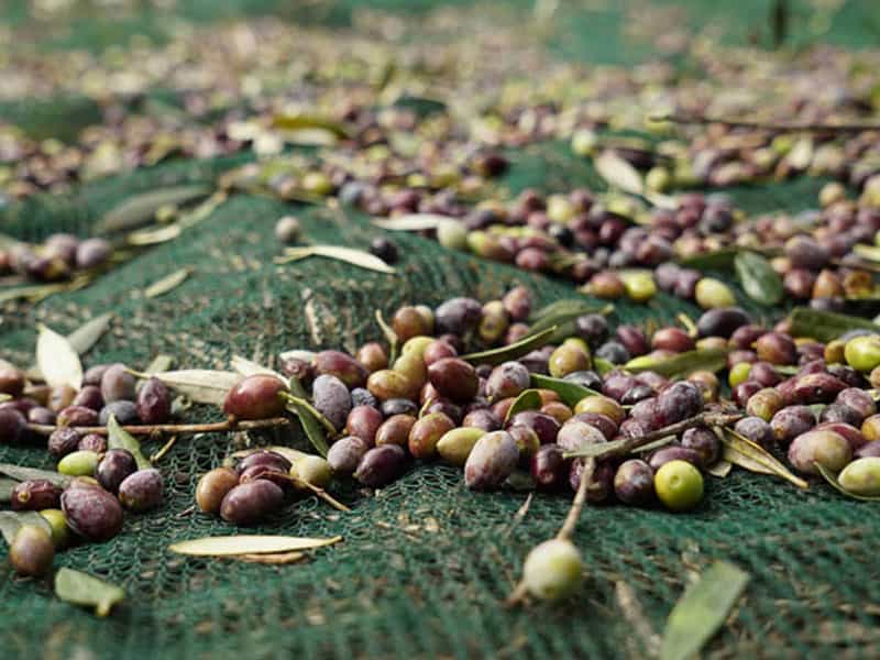خرید و فروش توری جمع آوری توت با شرایط فوق العاده